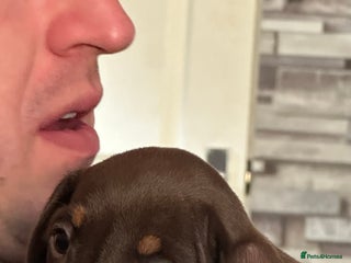 Miniature Dachshund dogs - Advert 16