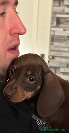 Miniature Dachshund dogs - Advert 4