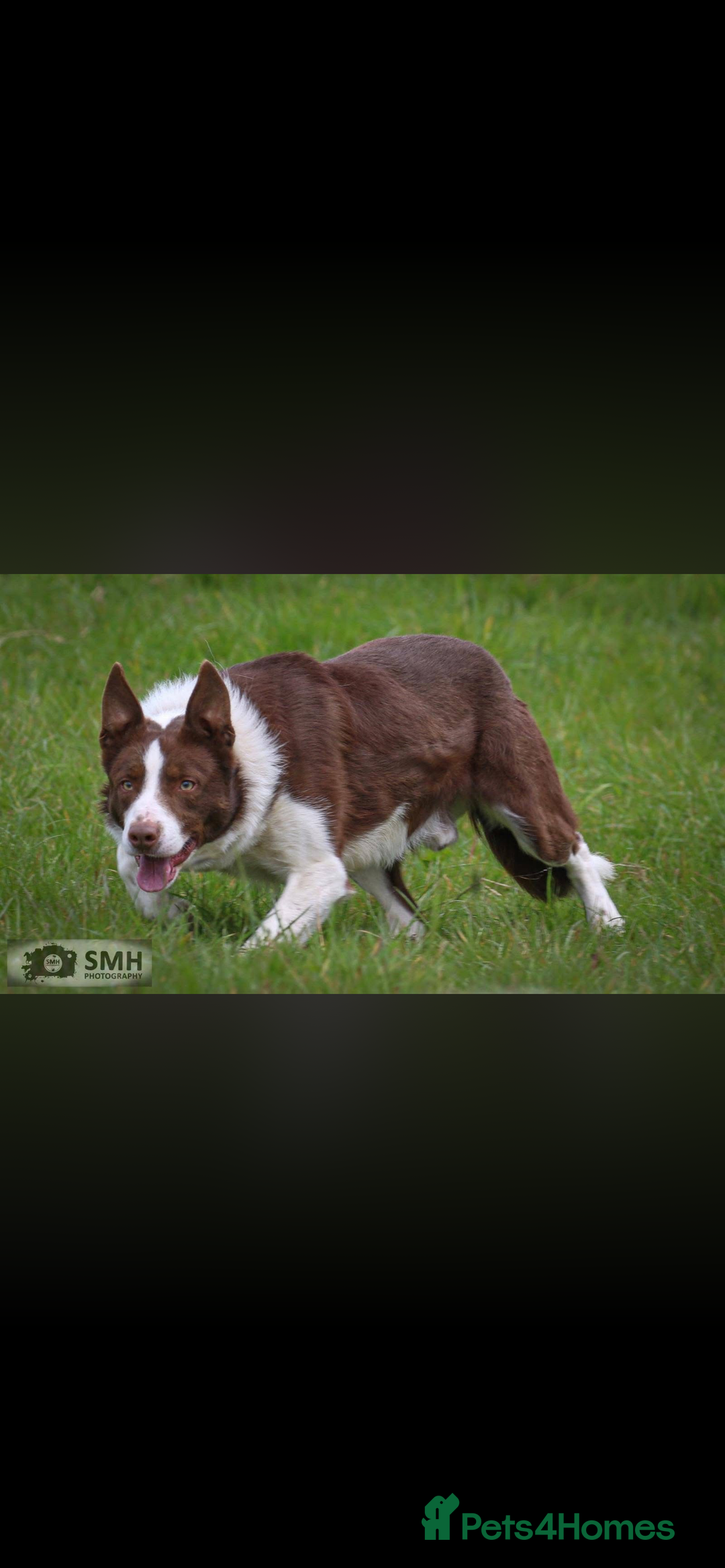 Border Collie dogs for sale: 6 healthy border collie pups - Advert 11