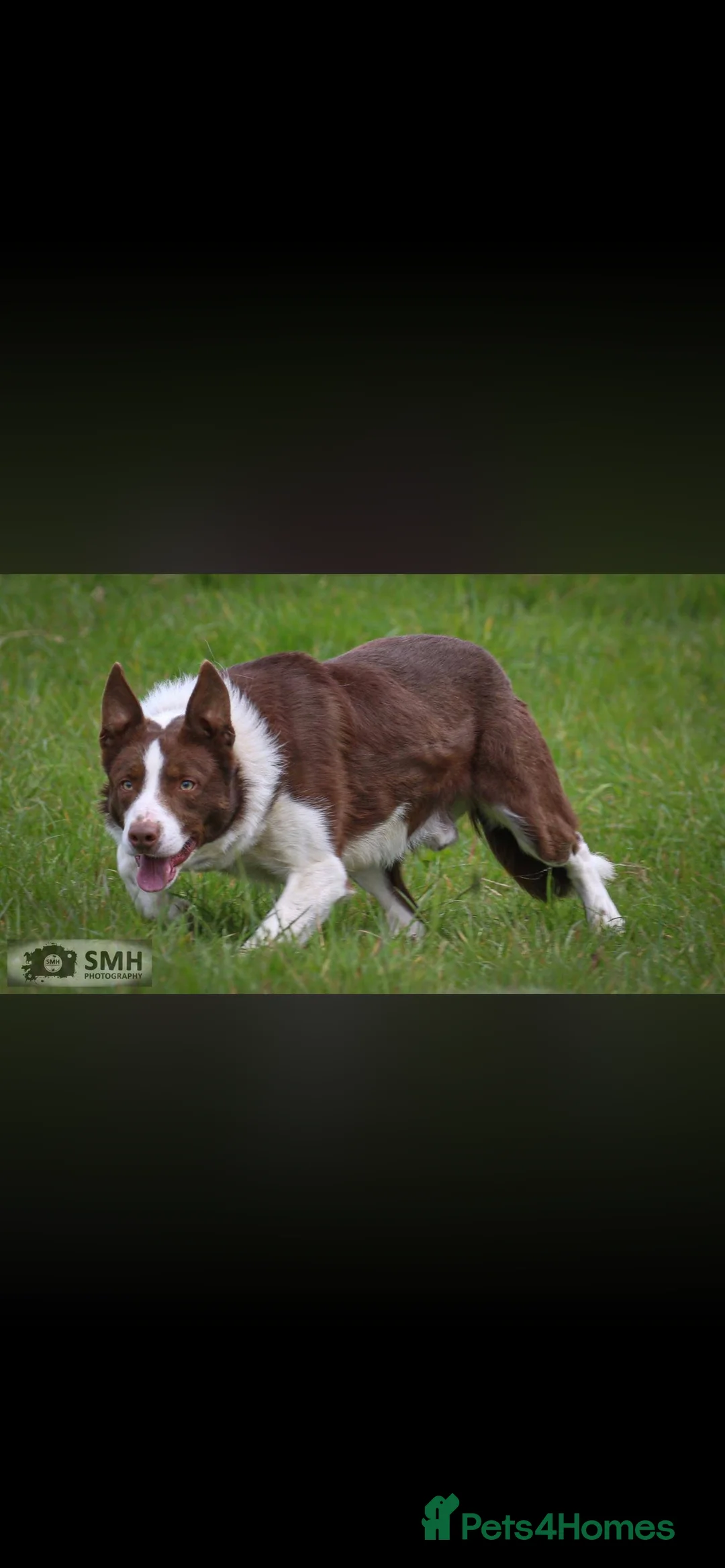 Border Collie dogs for sale: 1 little girl left  - Advert 4