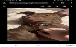 Mixed Breed dogs for sale: Handsome Ceaser 9months old - Image 3