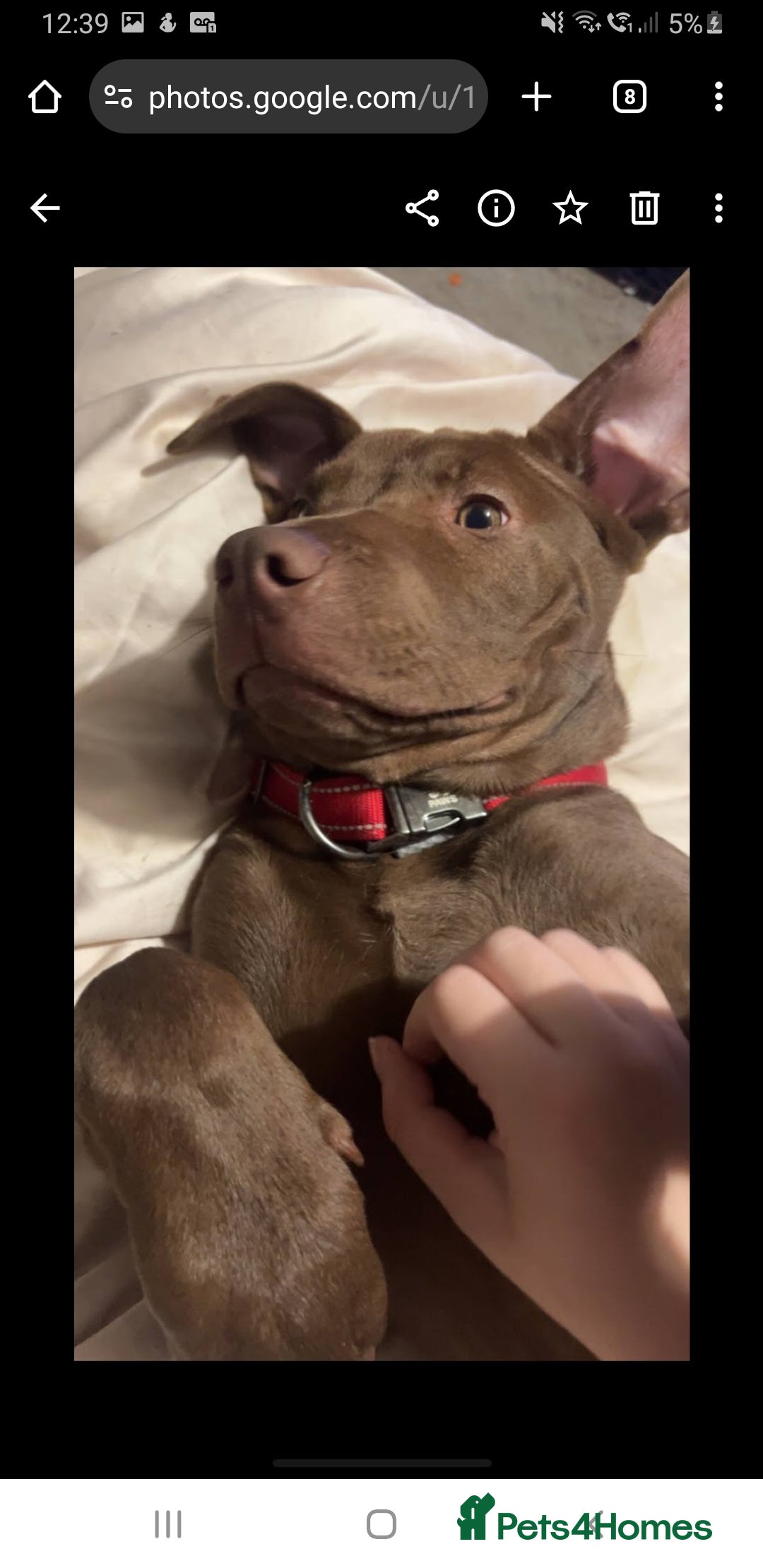Mixed Breed dogs for sale: Handsome Ceaser 9months old - Image 3