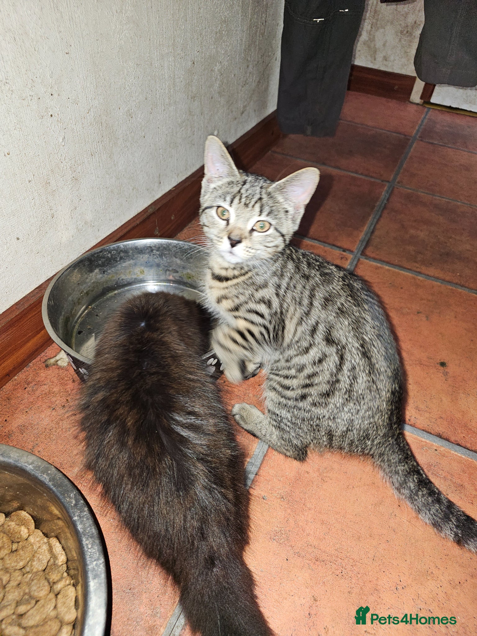 Mixed Breed cats for sale: 3 kittens 1 tabby girl, 1 black female and male in Norwich - Advert 5