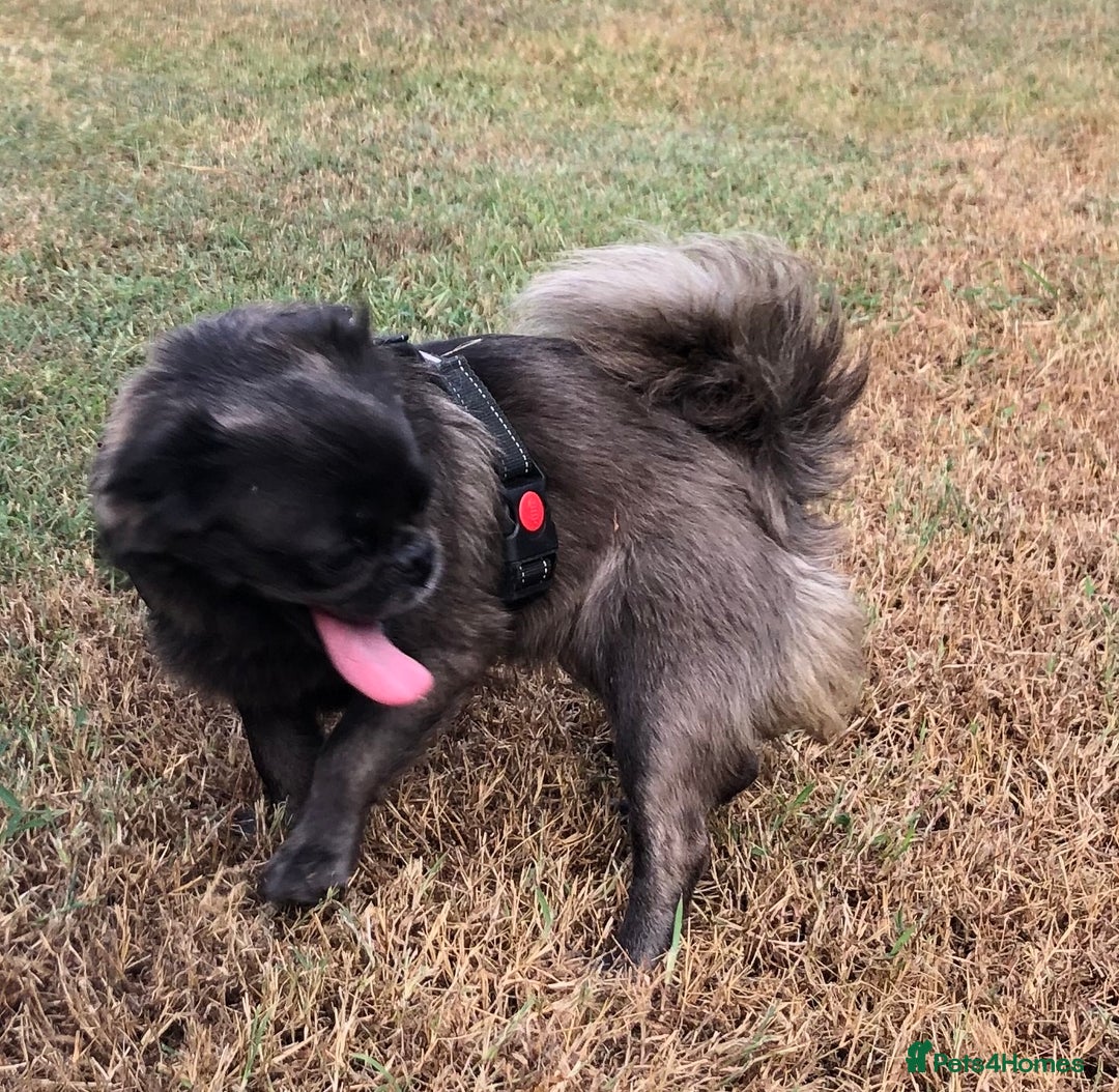 Pug dogs for sale: KC registered long haired blue pugs - Image 4