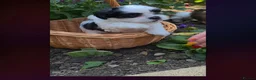 Lhasa Apso dogs for sale: Adorable Lhasa Apso puppies KC registered  - Advert 3