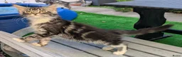 Maine Coon cats for sale: 🏆 Champion Sired Maine Coon Kittens – TICA - Advert 8