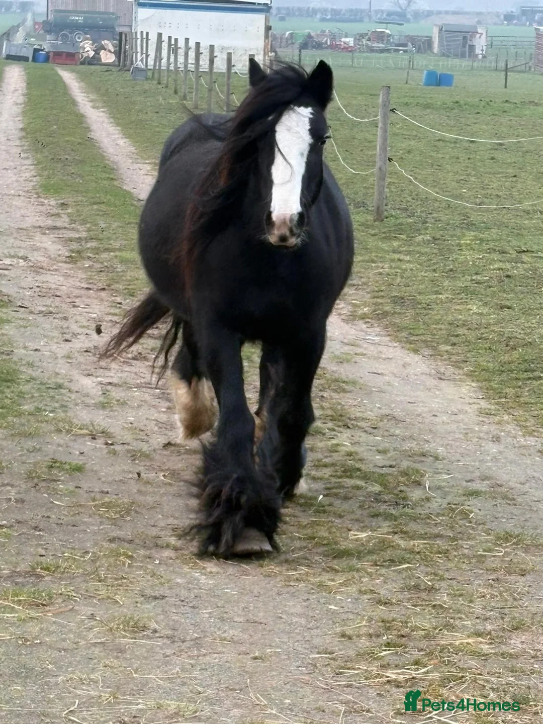 Mixed Breed cats for sale: Cob x  - Advert 1