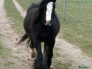 Mixed Breed cats Cob x - Advert 16