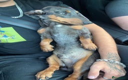 Dachshund dogs for stud: Stunning Otis for stud  in Mexborough - Image 4