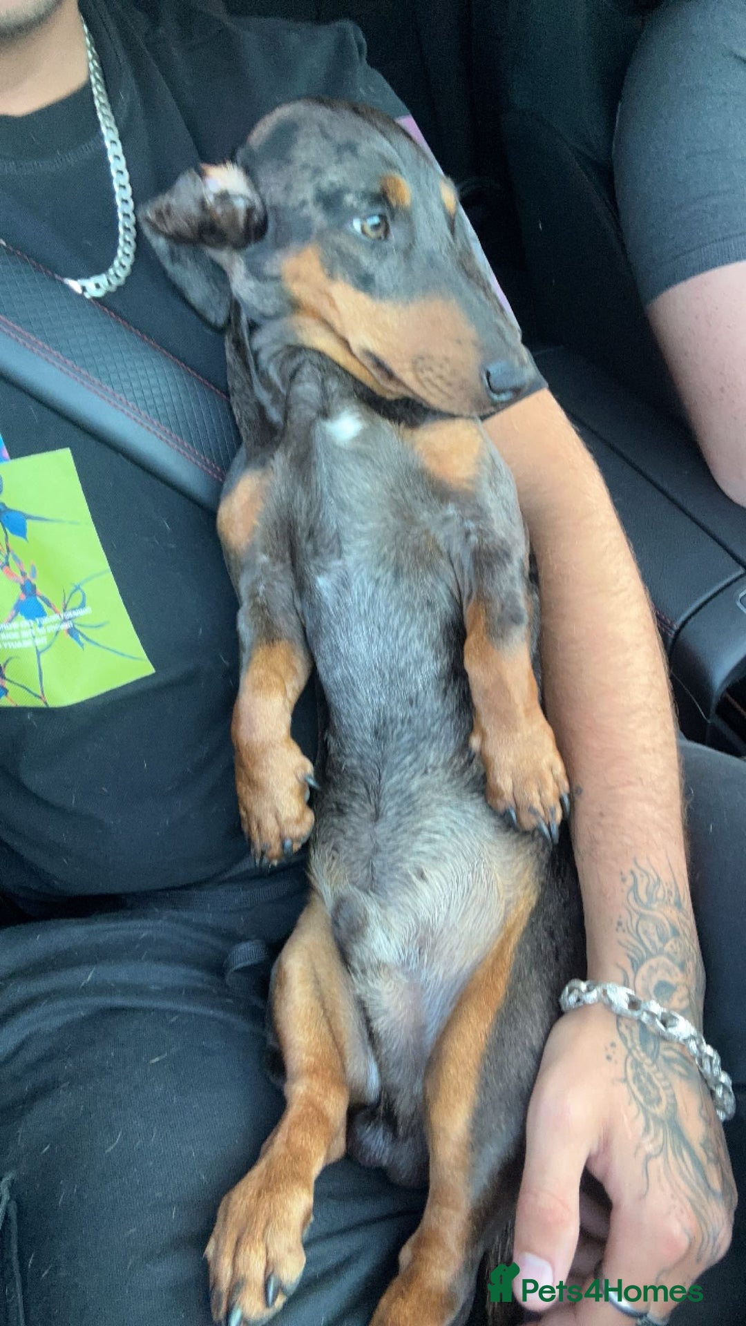 Dachshund dogs for stud: Stunning Otis for stud  in Mexborough - Image 4