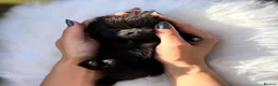 Pomeranian dogs for sale: BEAUTIFUL TEDDY FACE POMERANIAN PUPPIES KC ❤️✨ - Advert 13