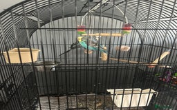 Budgerigars birds for sale: 2 budgies for sale  - Image 1