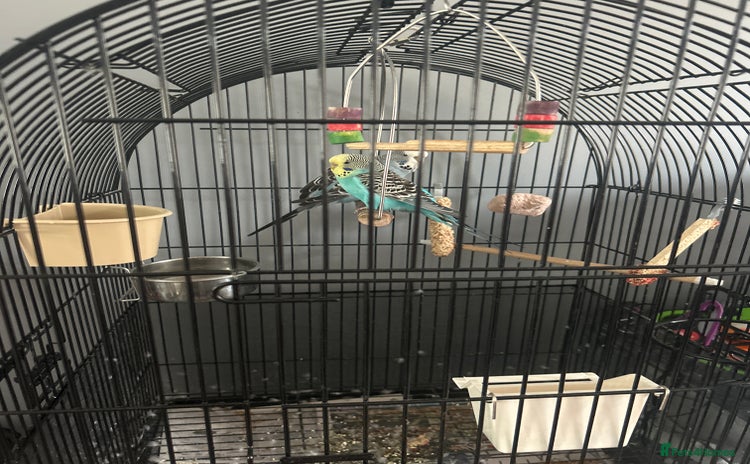 Budgerigars birds for sale - Advert 1