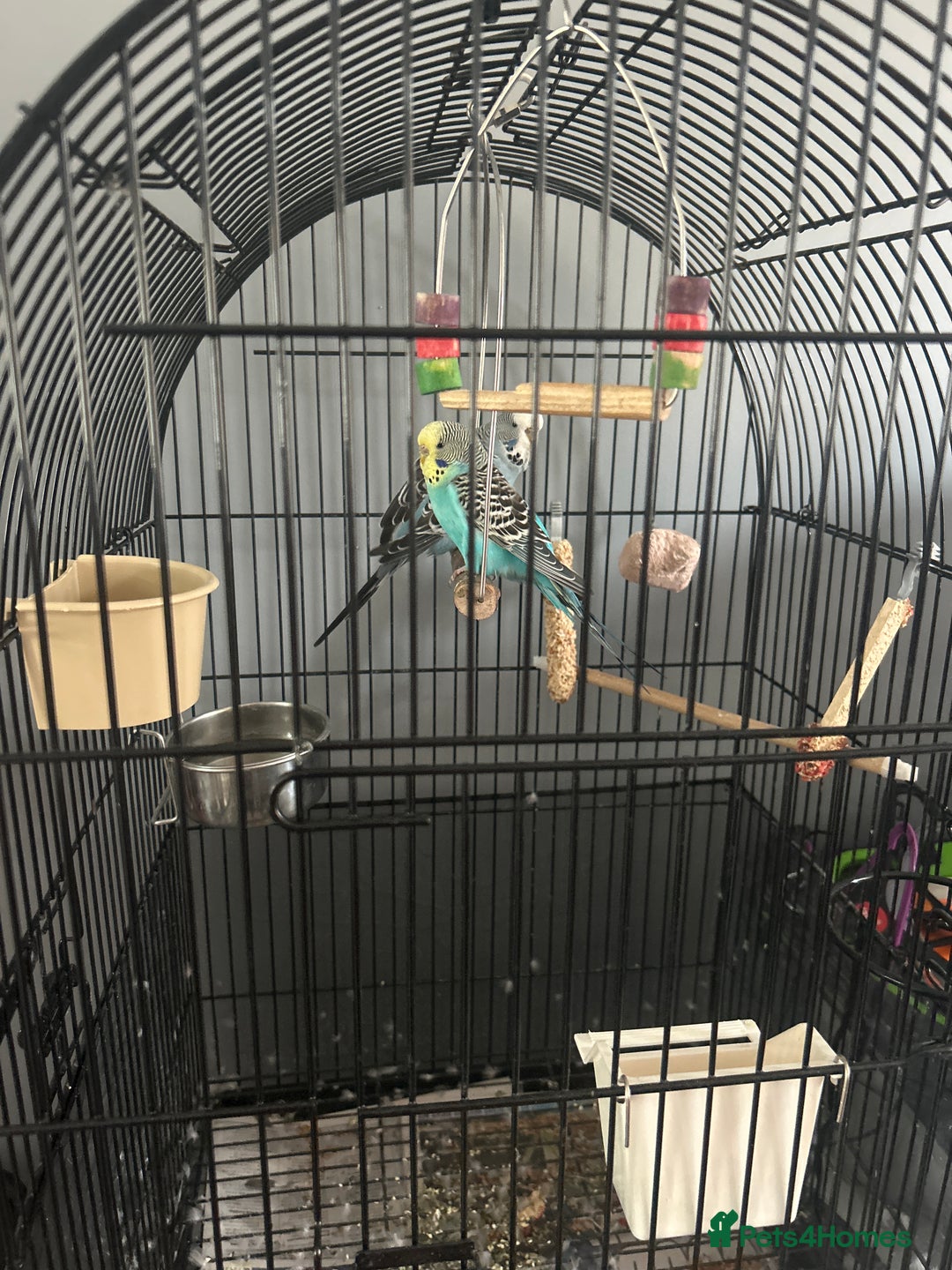 Budgerigars birds for sale: 2 budgies for sale  - Image 1