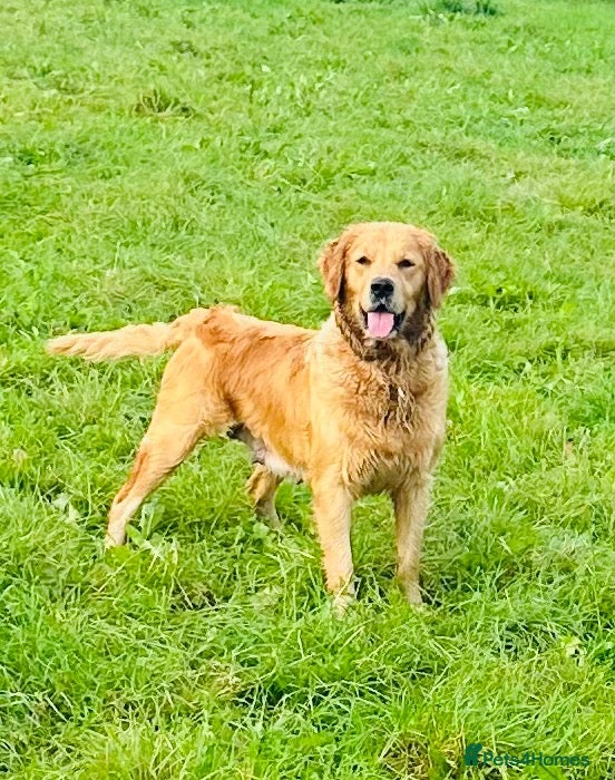 Golden Retriever dogs 🌸Outstanding Quality, Fully DNA & Health Tested - Advert 1