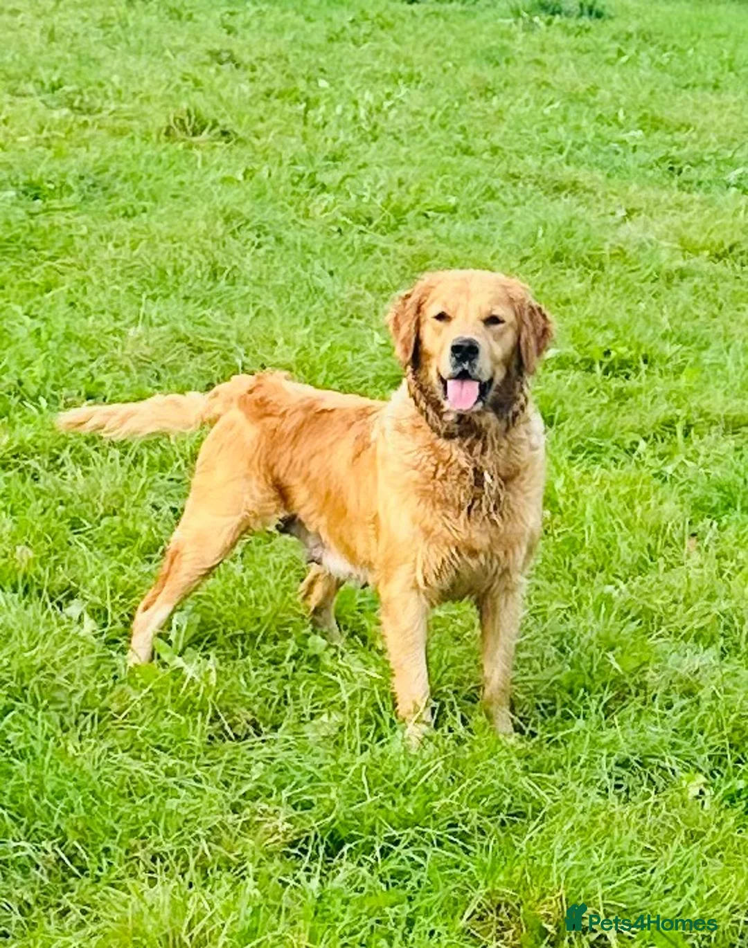 Golden Retriever dogs for sale: 🌸Outstanding Quality, Fully DNA & Health Tested in Cowbridge - Advert 1