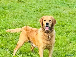 Golden Retriever dogs 🌸Outstanding Quality, Fully DNA & Health Tested - Advert 1