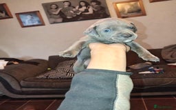 Mixed Breed dogs for sale: bully-cane corso beautiful puppies - Image 3