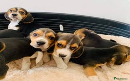 Beagle dogs for sale: Beagle puppies ready for sale  - Image 3