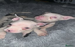 American Bully dogs for sale: pocket bully pups looking for there forever home  - Image 26