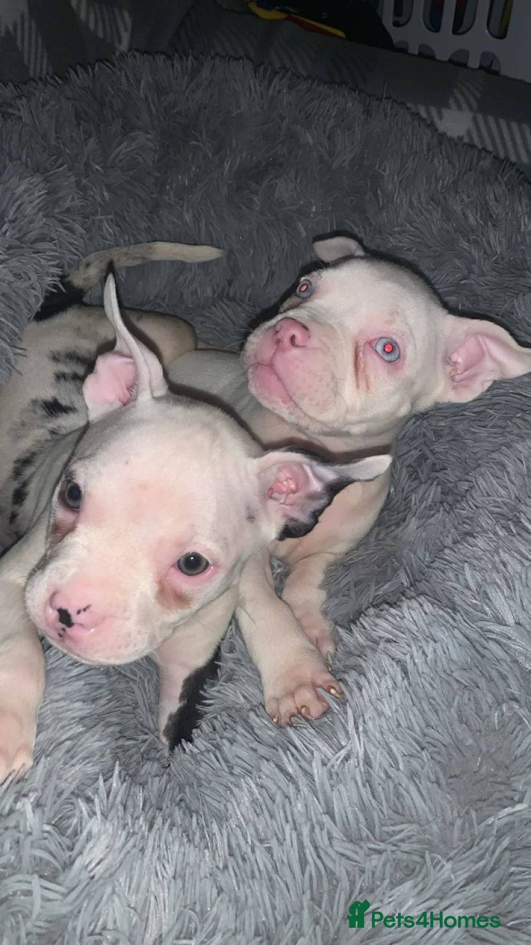 American Bully dogs for sale: pocket bully pups looking for there forever home  - Image 26