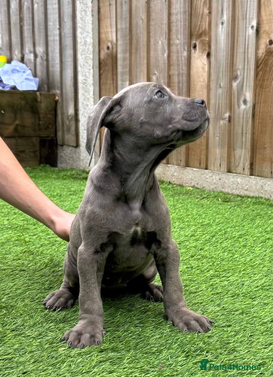Cane Corso dogs for sale: Ready to leave - Image 7