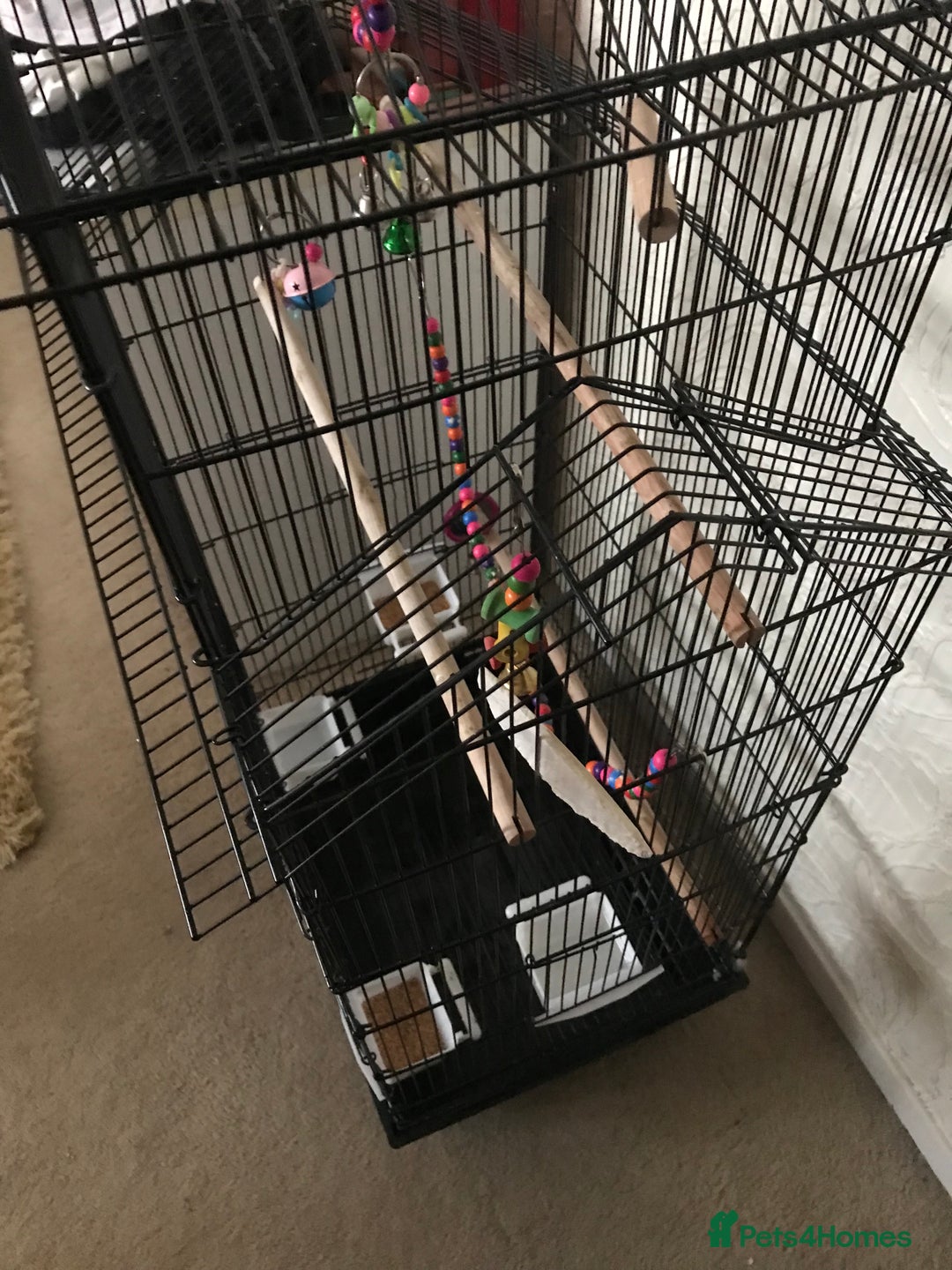 Budgerigars birds for sale: 2 budgies and cage - Image 7