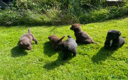 Borador dogs for sale: Lab x collie puppies  - Image 12