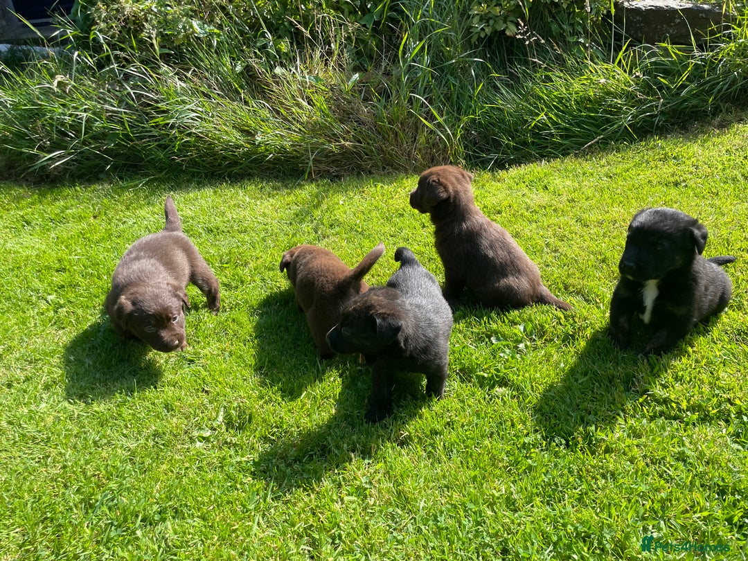 Borador dogs for sale: Lab x collie puppies  - Image 12
