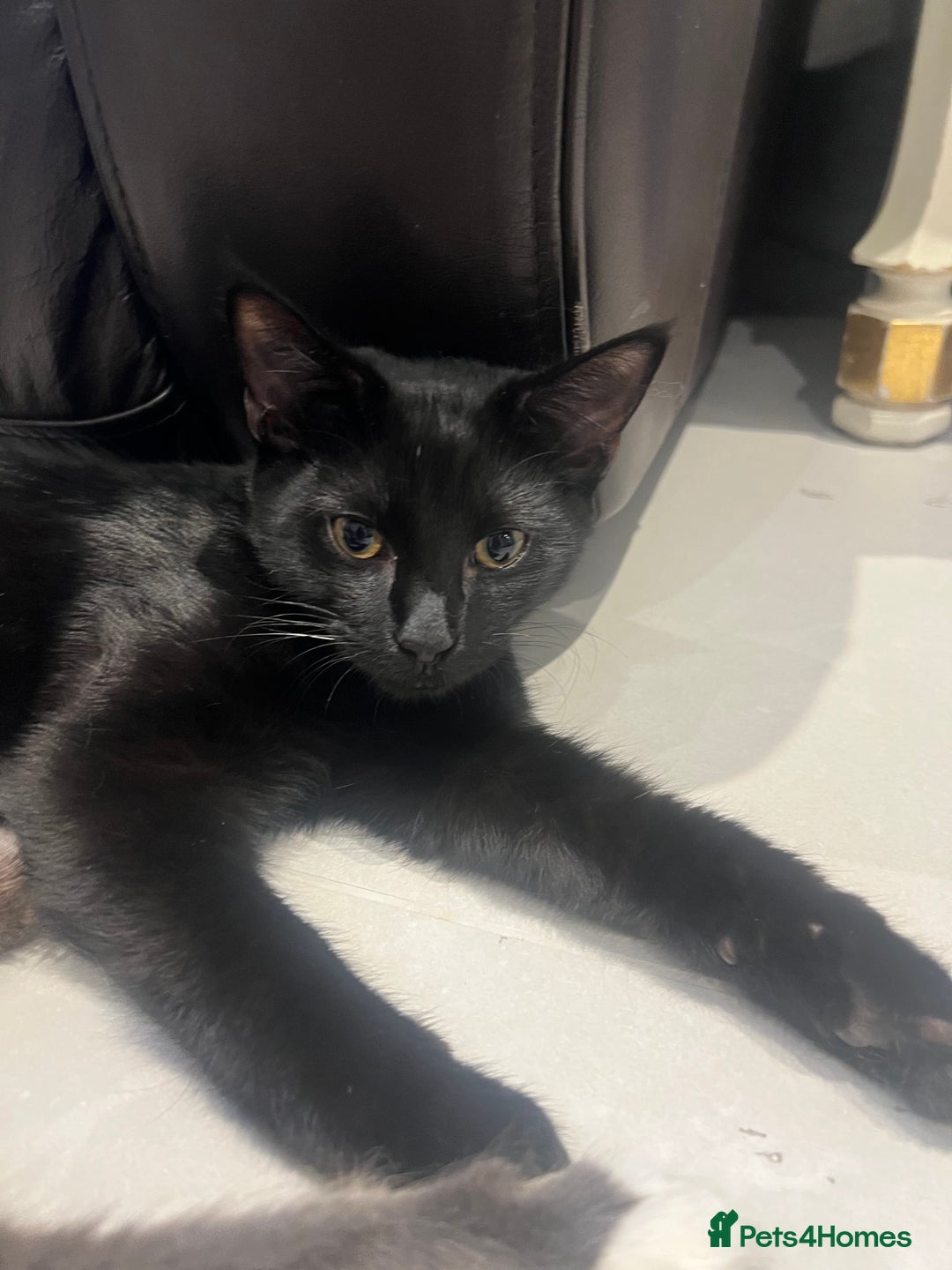 British Shorthair cats for sale: Beautiful black kitten - Advert 2