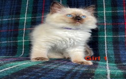 Ragdoll cats for sale: Ragdoll Kitten GCCF, ready now. - Image 3