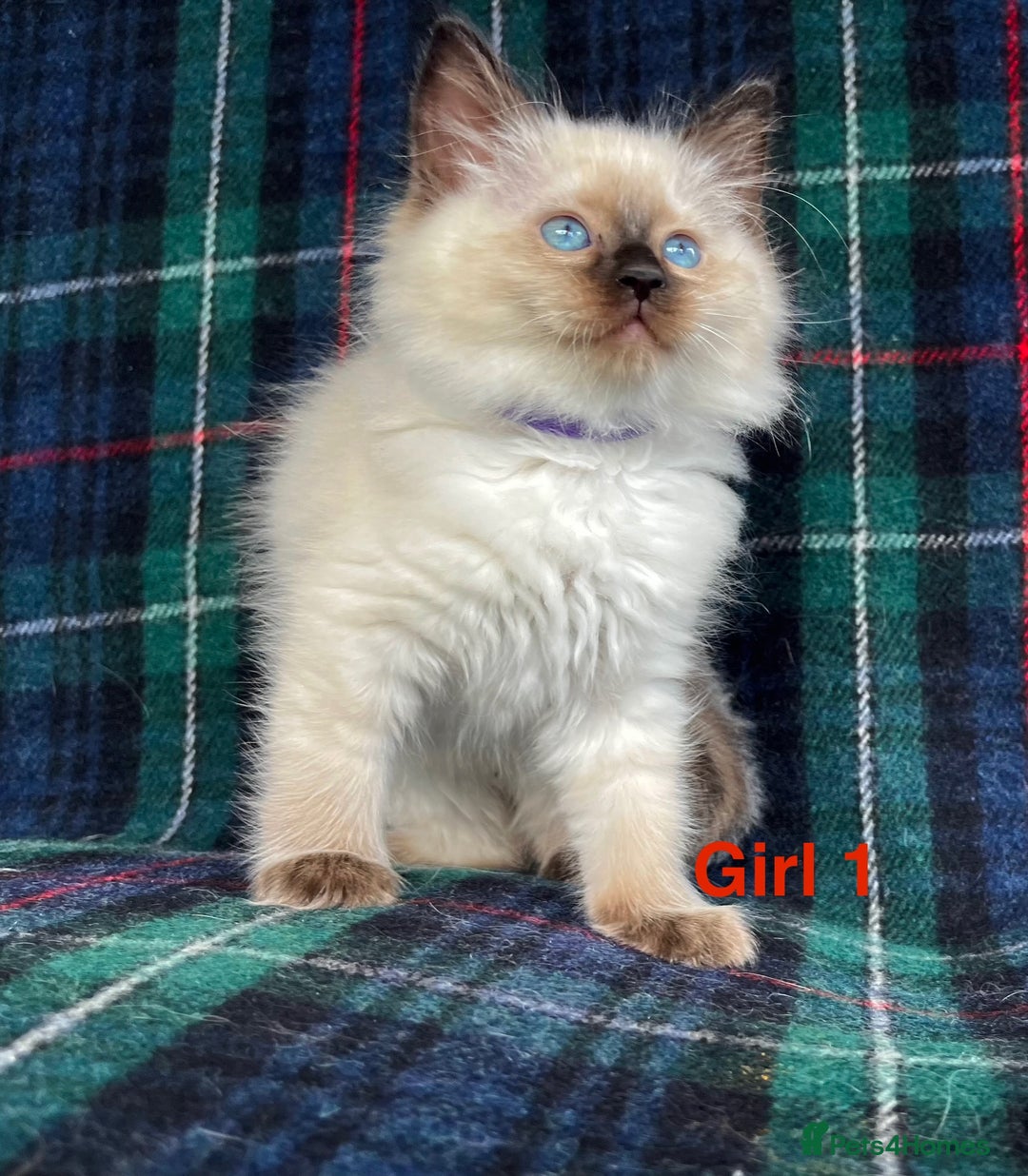 Ragdoll cats for sale: Ragdoll Kitten GCCF, ready now. - Image 3