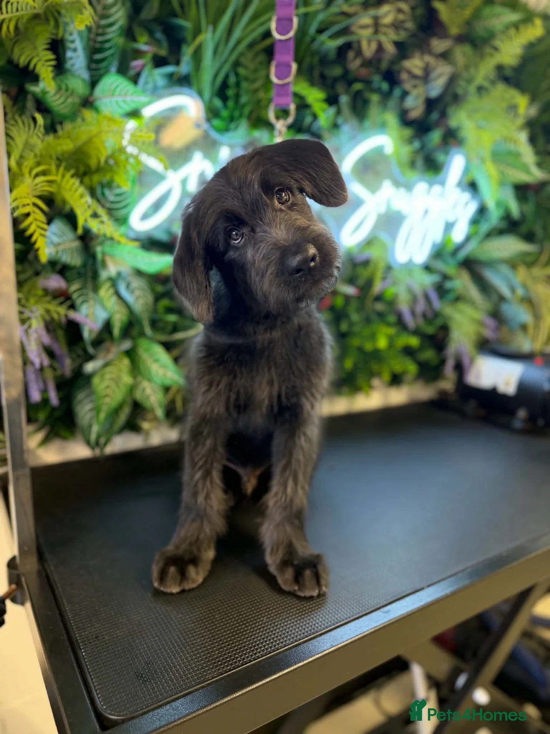 Mixed Breed dogs for sale: Gorgeous German shep x standard poodle pup in Knottingley - Advert 2