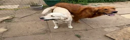 Golden Retriever dogs for sale: KC Registered Golden retriever puppies - Advert 3