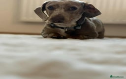 Miniature Dachshund dogs for stud: Gorgeous Isabella and dapple stud available! in Bolton - Advert 3