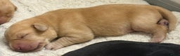 Labrador Retriever dogs for sale: Beautiful litter of labradors - Advert 9