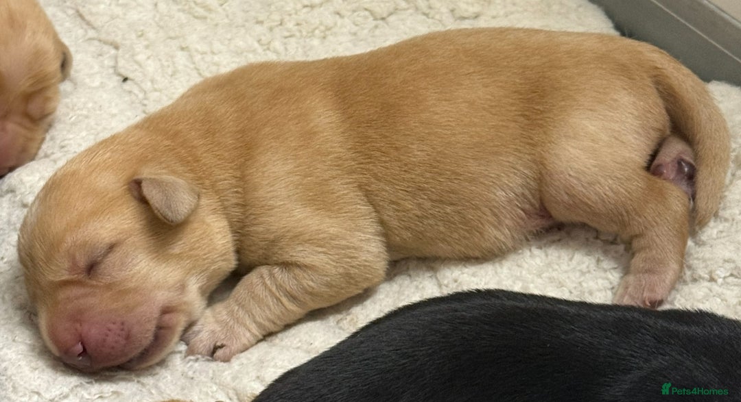 Labrador Retriever dogs for sale: Beautiful litter of labradors - Advert 9