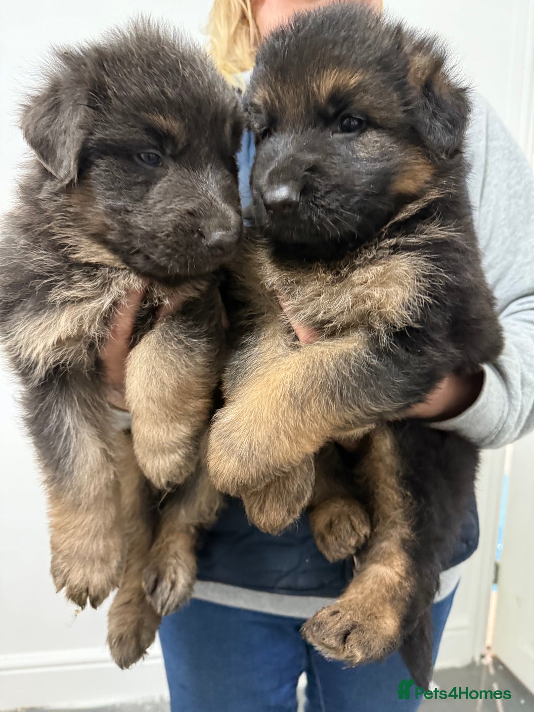 German Shepherd dogs for sale: KC GSD long coat.  Fantastic bloodlines.  - Advert 35
