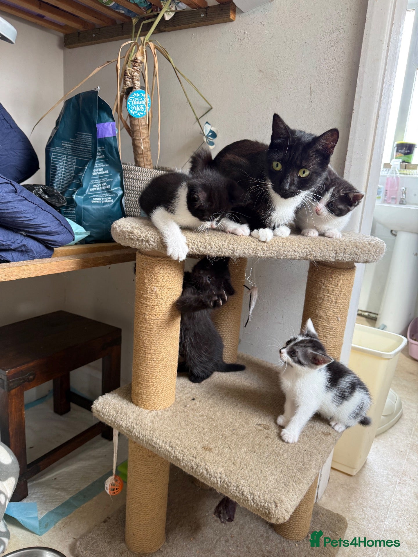 Ragdoll cats DSH Kittens available please Read full ad  - Advert 16