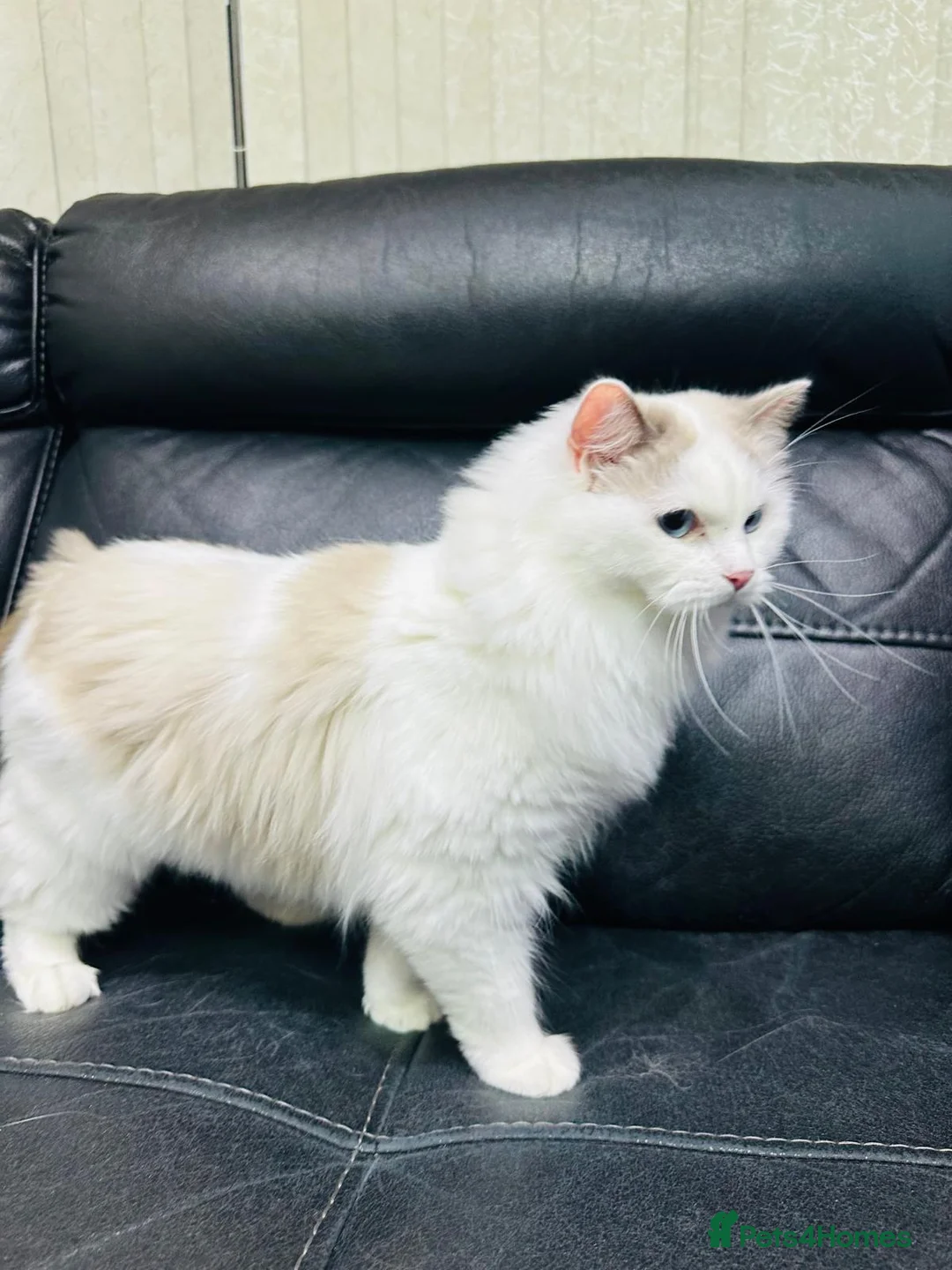 Ragdoll cats for sale: Beautiful female ragdoll  - Advert 1