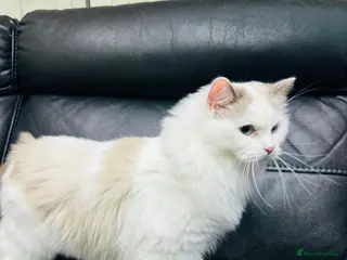 Ragdoll cats Beautiful female ragdoll - Advert 4