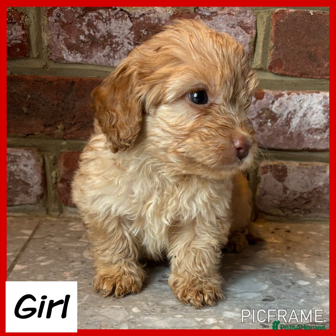 Cockapoo dogs for sale: 💙💗OUTSTANDING F1B COCKAPOOS💗💙 ready 16th jan - Advert 12