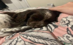Sprocker dogs for sale: Sprocker spaniel puppy - Image 5