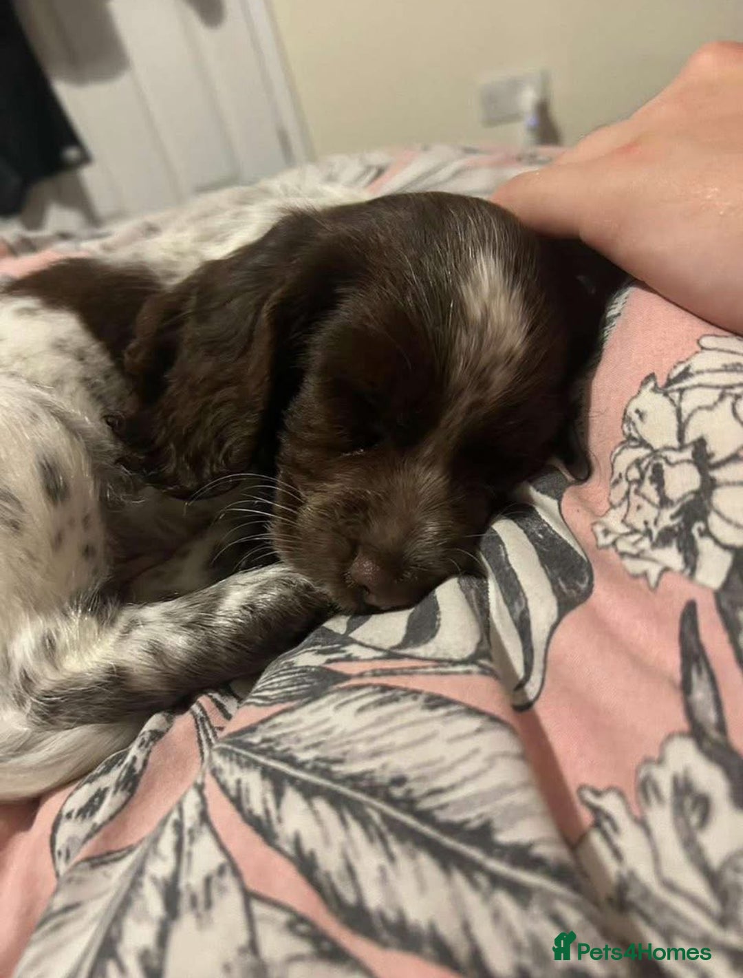 Sprocker dogs for sale: Sprocker spaniel puppy - Image 5