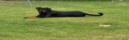 Rottweiler dogs for sale: Rottweiler kc reg - Advert 6