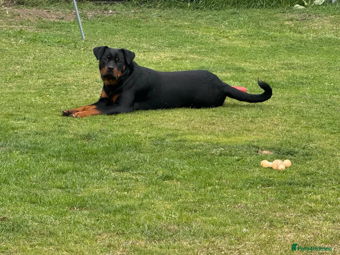 Rottweiler dogs for sale: Rottweiler kc reg - Advert 6