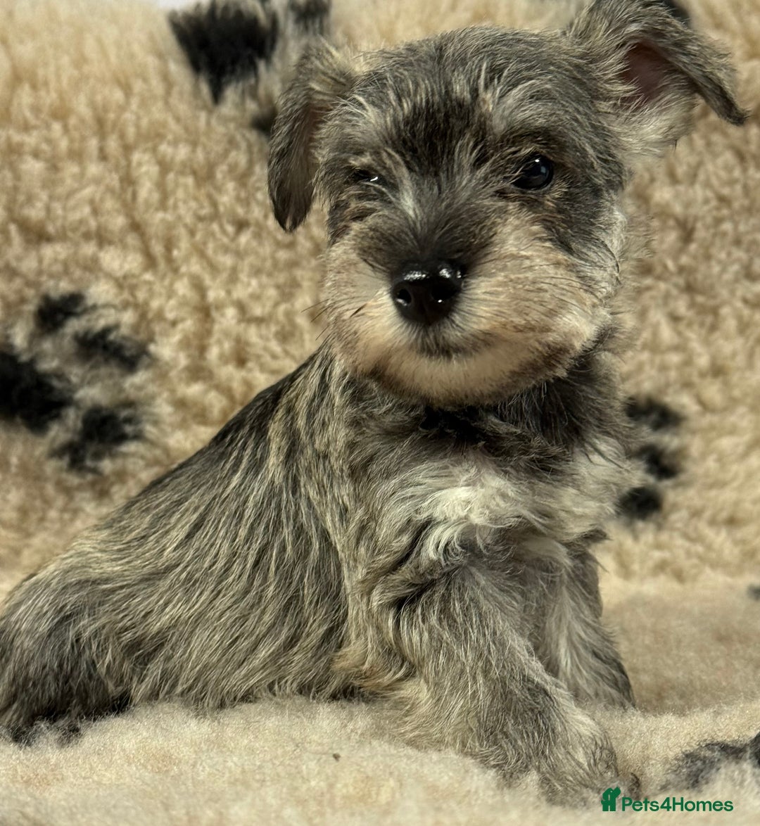 Miniature Schnauzer dogs for sale: Miniature schnauzers pups - Image 7