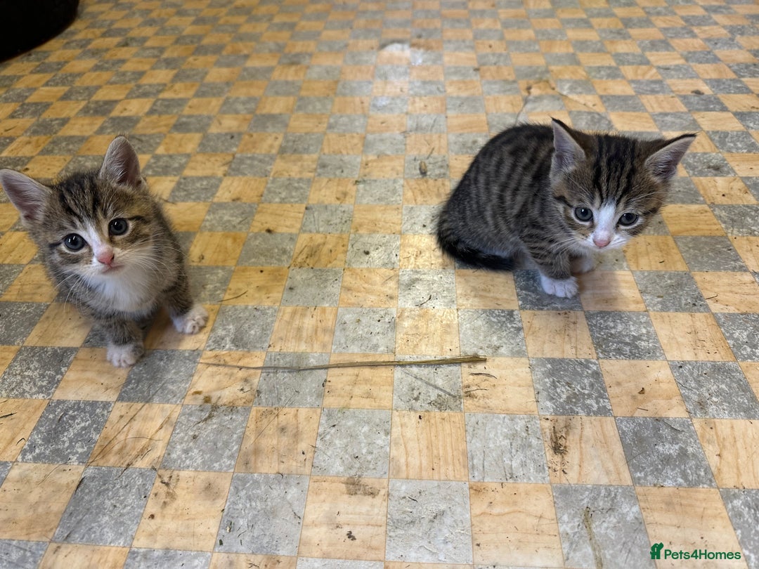 Bombay cats for sale: Kittens,1 girls  - Image 1