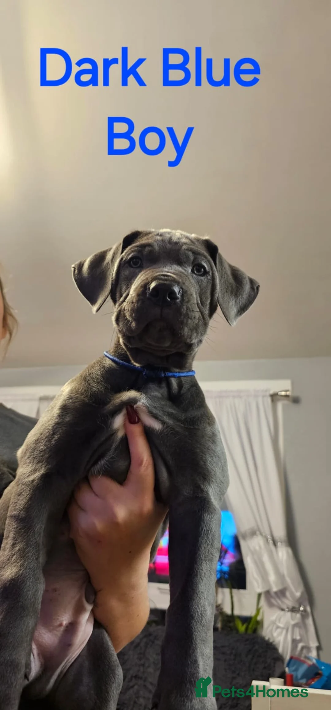 Cane Corso dogs for sale: Purebreed Cane Corso  - Advert 2