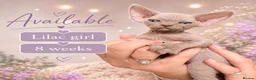 Devon Rex cats for sale: Price Reduced!TICARegisteredDevonRex lilac kittens - Advert 35